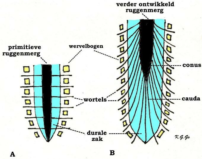 Ontwikkeling van ruggenmerg